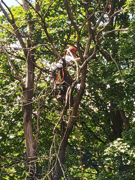 A Poplar Tree Company