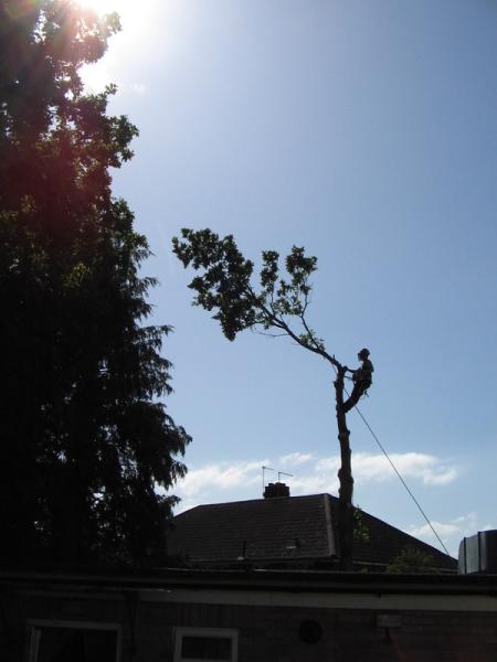 Jon Curtis Tree Surgery