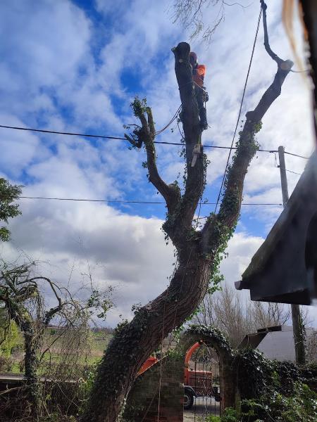 Nick Bobby Tree Services