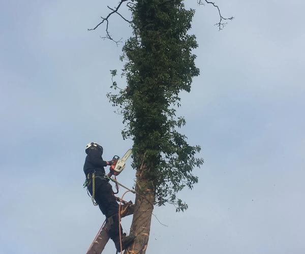 Greenlands Tree Care