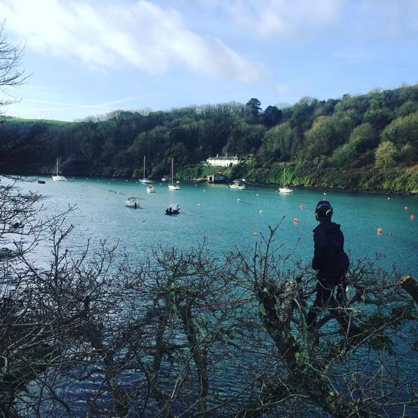 South Hams Arborists