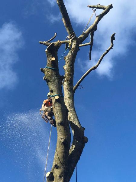 Gwasanaethau Coed Tomos Pierce Tree Services