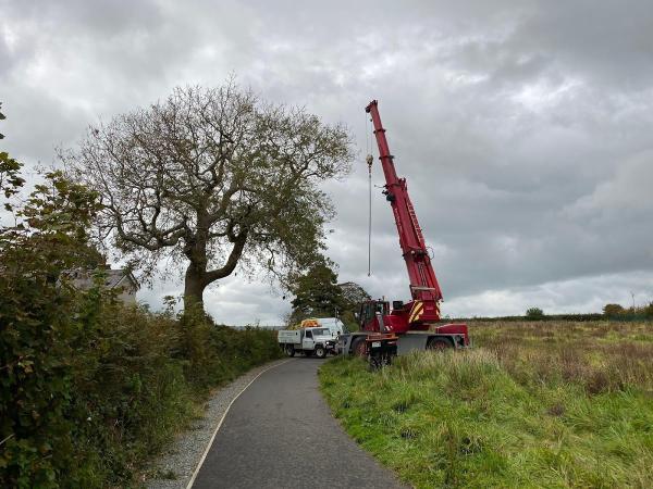 Gwasanaethau Coed Tomos Pierce Tree Services