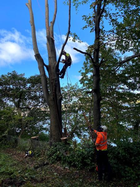 Gwasanaethau Coed Tomos Pierce Tree Services