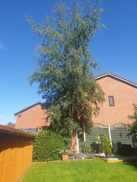 Knutsford Tree Services