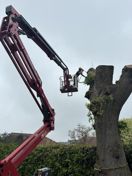 A.sillett Tree Surgeon Ltd