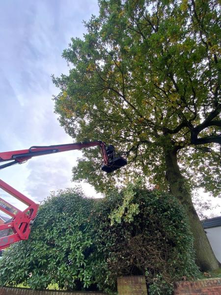 3 Counties Tree Surgery and Forestry Ltd
