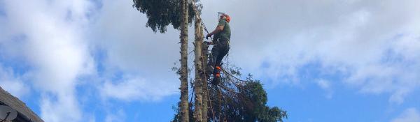 O'Connifers Tree Services