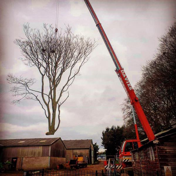 Acer Tree Surgeons Ltd