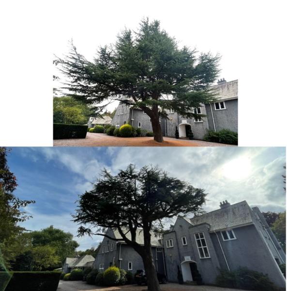 Knightwood Arborists Tree Service