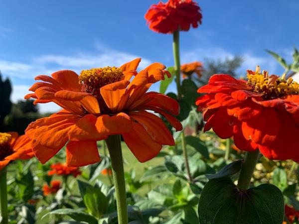 Blue Skies Gardening Services