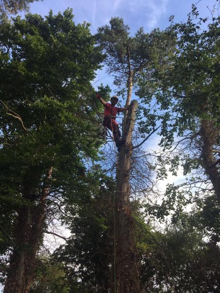 The Tree Walker Arborist Ltd