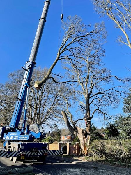 The Tree Walker Arborist Ltd