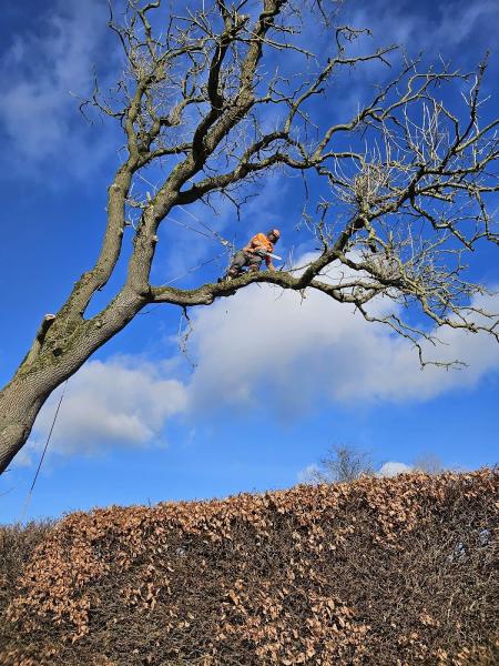 West Coast Tree Surgeons