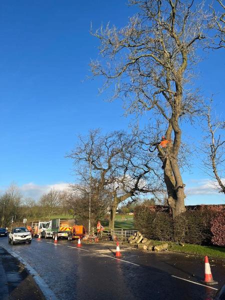 West Coast Tree Surgeons