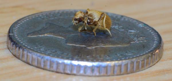 A P Pest Control Nottingham