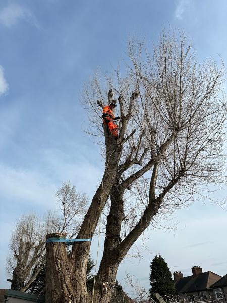 Dimitar Tree Care Services