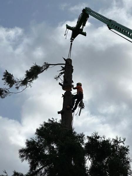 Granite City Tree Surgeons Ltd