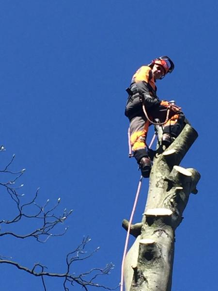 Plummers Tree Surgery Ltd