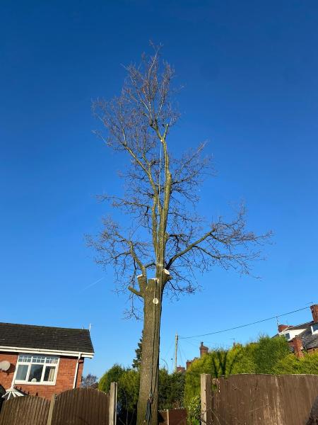 Tulley's Trees & Garden Maintenance