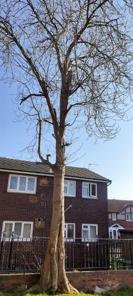 ATW Trees and Landscaping Specialists Limited