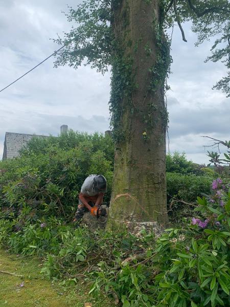 Tree Spec Professional Tree Care