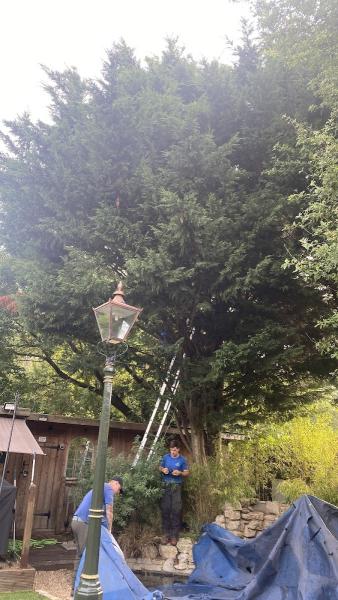 Manor Gardens Tree Care