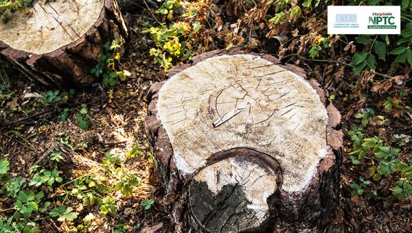 Bust a Stump Tree Stump Removal Bristol
