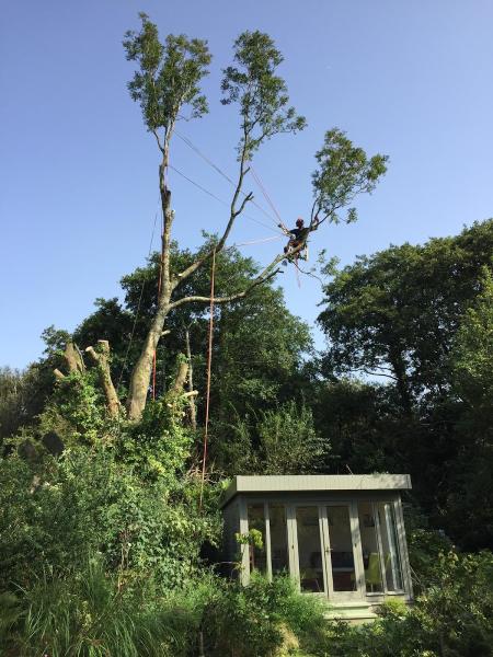 Tomos Tree Services