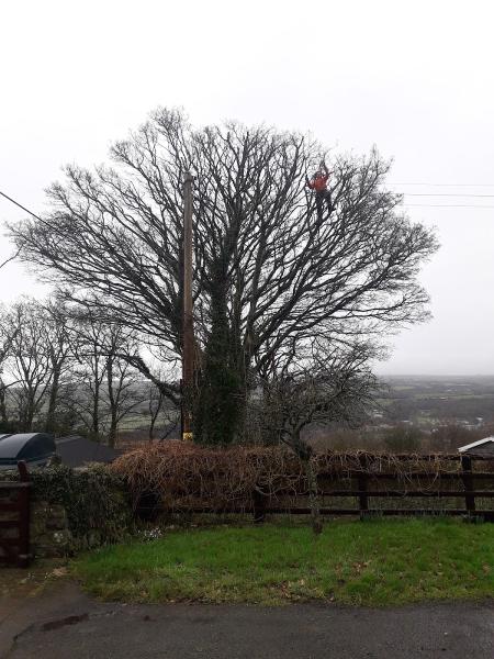 Tomos Tree Services