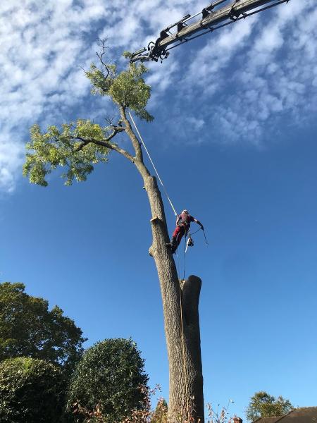 Arbor Bear Tree Care