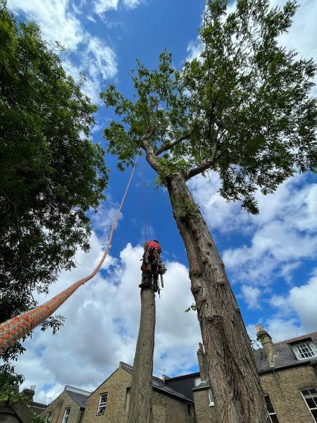 Arbor Bear Tree Care