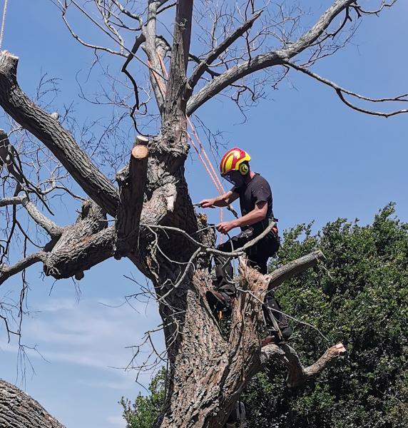 Stirling Tree Care