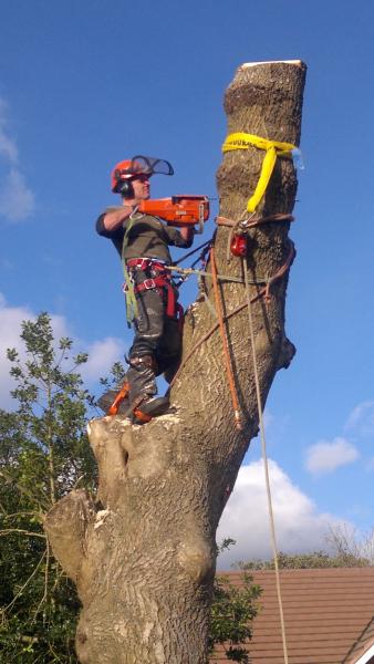 Stump Out Tree Care
