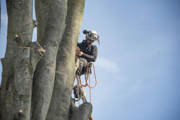 Mence and Clark Tree Services