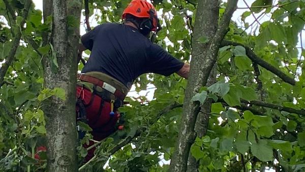 A.W. Tree Services