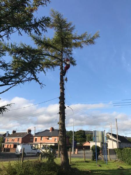 A.W. Tree Services