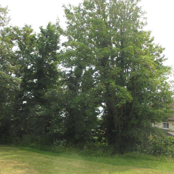 Chestnut Trees & Fencing