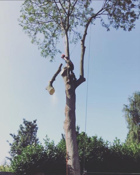 West Carr Tree Care
