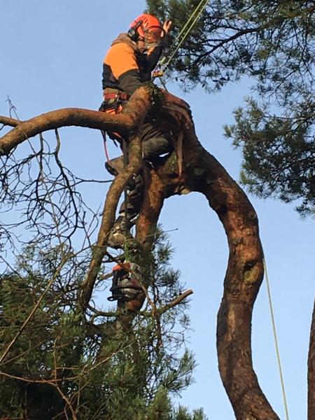 Alan Jones Tree Surgery