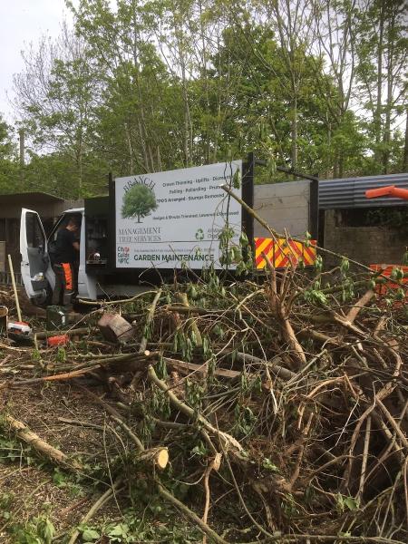 Broadwood Tree Care