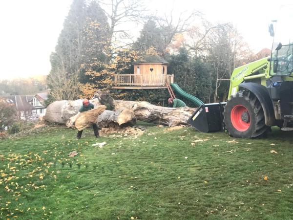 Bardsey Tree Services