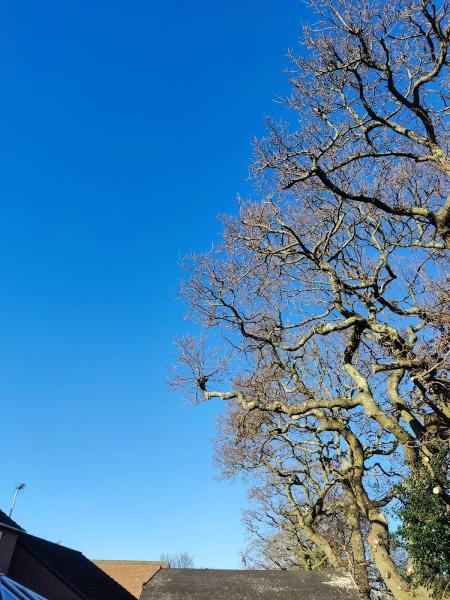 New Forest Tree Surgery