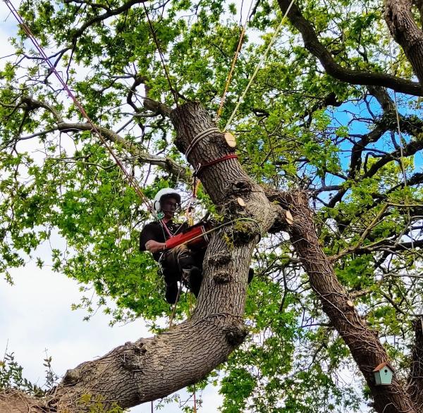 New Forest Tree Surgery