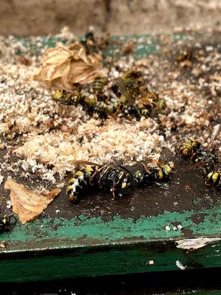 CW Pest and Environmental Services