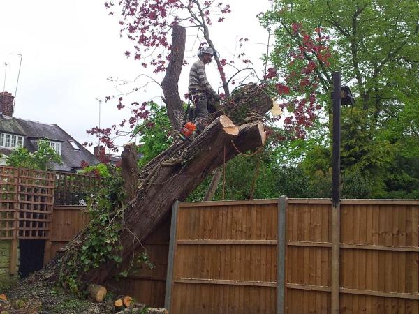 All Trees Garden Services Ltd