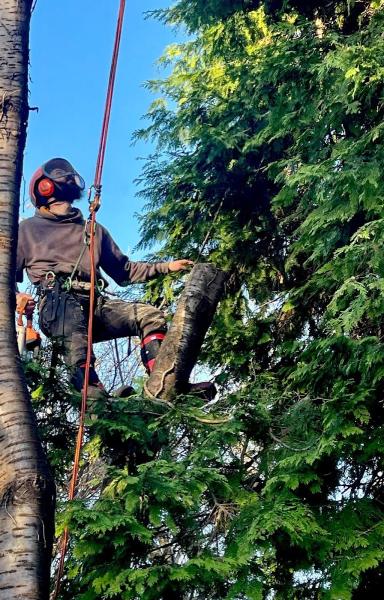 Heartwood Tree Care Ltd