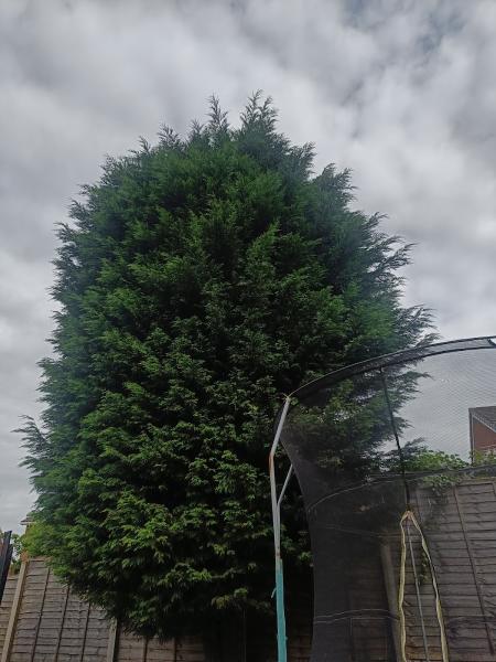 Halls Tree and Garden Services -Tree Surgeon Birmingham