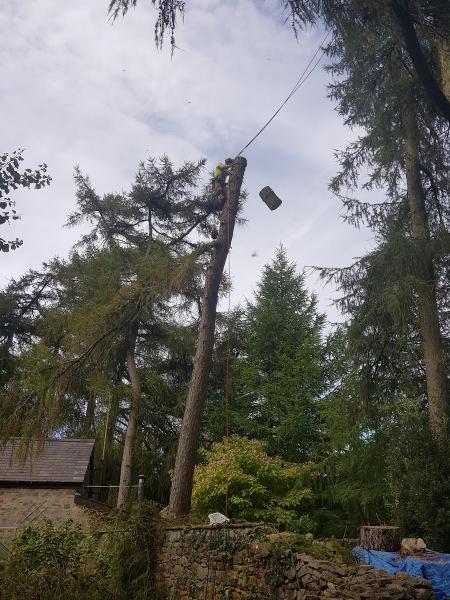 Wye and Dean Tree Services