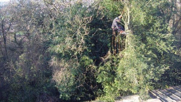 Wye and Dean Tree Services